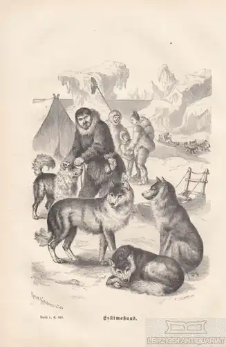 Eskimohund. aus Brehms Thierleben, Holzstich. Kunstgrafik, 1876, gebraucht, gut