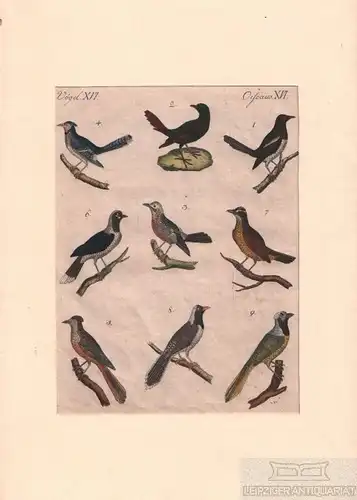 Vögel. Tafel XVI. Elstern. Hähne, Kupferstich, Bertuch. Kunstgrafik, 1805