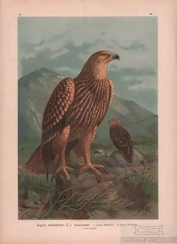 Kaiseradler, Lithografie, Naumann. Kunstgrafik, 1901, Verlag Fr. Eugen Kö 263710