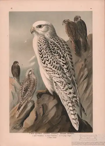 Grosser Gerfalke, Lithografie, Naumann. Kunstgrafik, 1901, Chromolithographie