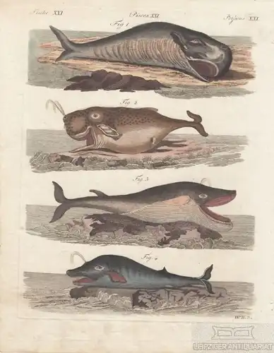 Fische. Tafel XXI. Wale, Kupferstich, Bertuch. Kunstgrafik, 1805, gebraucht, gut