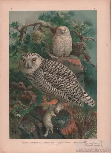 Schnee-Eule, Lithografie, Naumann. Kunstgrafik, 1901, Verlag Fr. Eugen Köhler