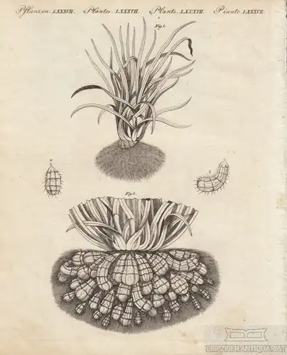Pflanzen. Tafel LXXXVII. Erdmandel, Kupferstich, Bertuch. Kunstgrafik, 1805