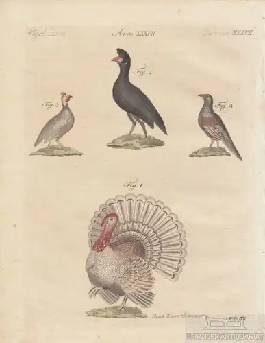 Vögel. Tafel XXXVII. Truthahn. Fasan. Perlhuhn, Kupferstich, Bertuch. 1805