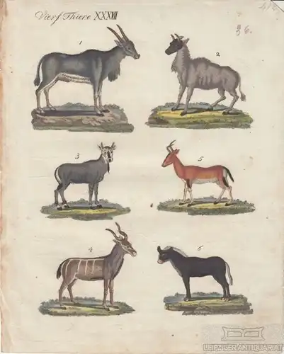 Vierf. Thiere. Tafel XXXVII. Antilope. Gazelle, Kupferstich, Bertuch. 1805
