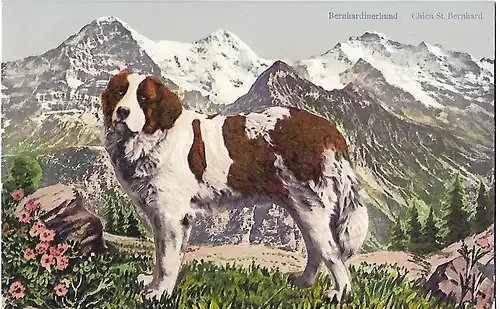 AK Bernhardinerhund. Chien St. Bernhard, ca. 1910, gebraucht, gut