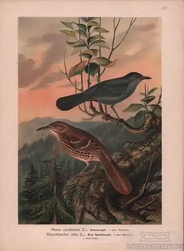 Katzenvogel. Rote Spottdrossel, Lithografie, Naumann. Kunstgrafik, 1901
