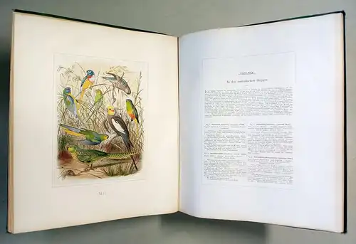 Buch: Vogelbilder aus fernen Zonen - Papageien. Reichenow, A., 1878, Th. Fischer