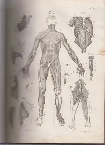 Buch: Joh. Ad. Kulmus anatomische Tabellen f. Lehrlinge d. Anatomie, Kulmus/Kühn