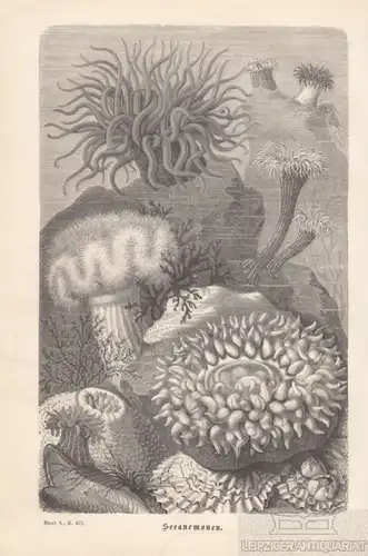 Seeanemonen. aus Brehms Thierleben, Holzstich. Kunstgrafik, 1878, gebraucht, gut
