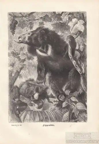 Lippenbär. aus Brehms Thierleben, Holzstich. Kunstgrafik, 1876, gebraucht, gut