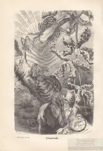 Flugdrache. aus Brehms Thierleben, Holzstich. Kunstgrafik, 1878, gebraucht, gut