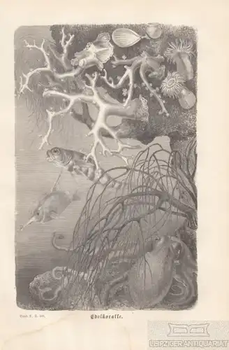 Edelkoralle. aus Brehms Thierleben, Holzstich. Kunstgrafik, 1878, gebraucht, gut
