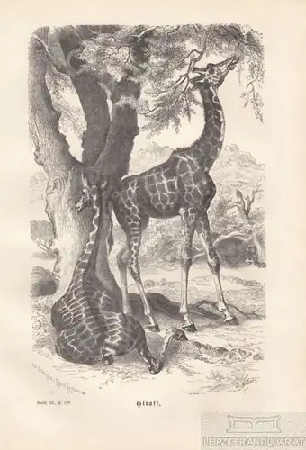 Girafe. aus Brehms Thierleben, Holzstich. Kunstgrafik, 1877, gebraucht, gut