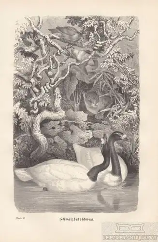 Schwarzhalsschwan. aus Brehms Thierleben, Holzstich. Kunstgrafik, 1879