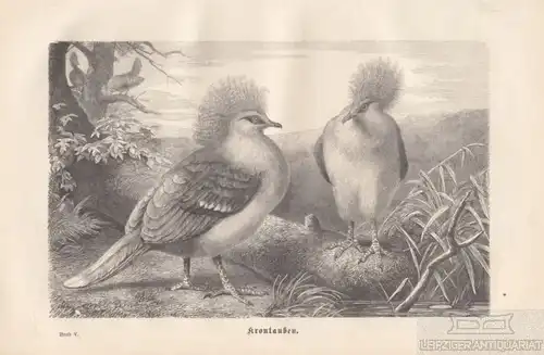 Krontauben. aus Brehms Thierleben, Holzstich. Kunstgrafik, 1878, gebraucht, gut