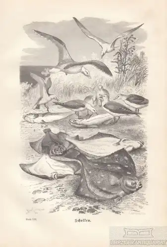 Schollen. aus Brehms Thierleben, Holzstich. Kunstgrafik, 1879, gebraucht, gut