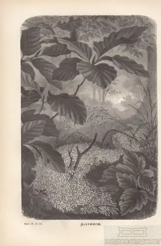 Heerwurm. aus Brehms Thierleben, Holzstich. Kunstgrafik, 1877, gebraucht, gut
