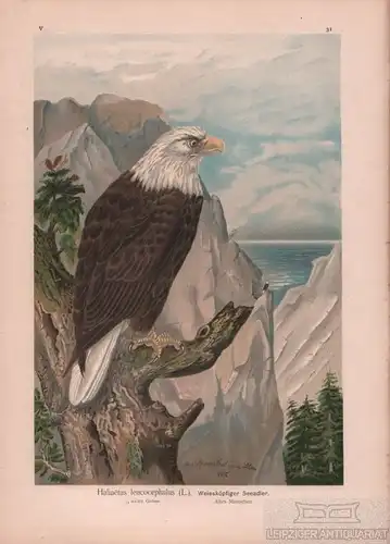 Weissköpfiger Seeadler, Lithografie, Naumann. Kunstgrafik, 1901, gebraucht, gut