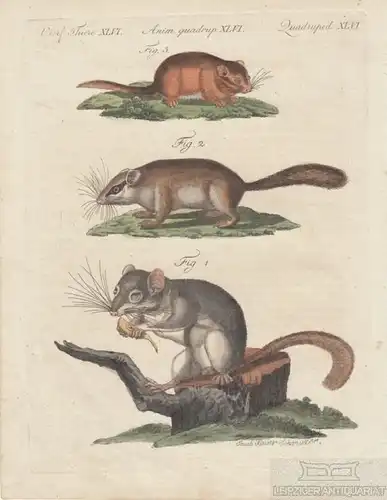 Vierf. Thiere. Tafel XLVI. Mäuse, Kupferstich, Bertuch. Kunstgrafik, 1805