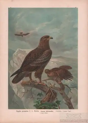 Kleiner Schreiadler, Lithografie, Naumann. Kunstgrafik, 1901, Chromolithographie