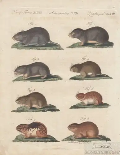 Vierf. Thiere. Tafel XLVIII. Nagetiere. Ratte, Kupferstich, Bertuch. Kunstgrafik