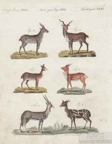 Vierf. Thiere. Tafel XXXI. Antilopen. Gazellen, Kupferstich, Bertuch. 1805