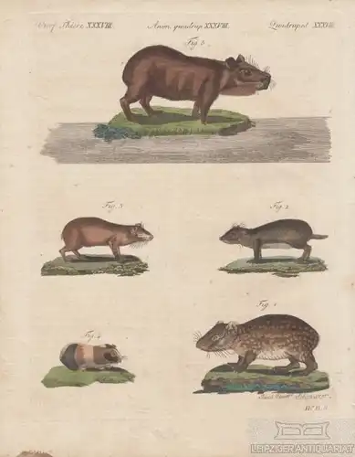 Vierf. Thiere. Tafel XXXVIII. Hamster. Nagetiere, Kupferstich, Bertuch. 1805
