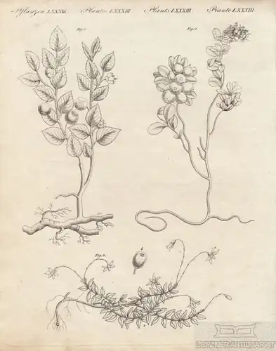Pflanzen. Tafel LXXXIII. Beeren Sträucher, Kupferstich, Bertuch. Kunstgrafik