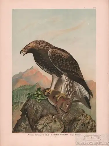 Steinadler. Goldadler, Lithografie, Naumann. Kunstgrafik, 1901, gebraucht, gut