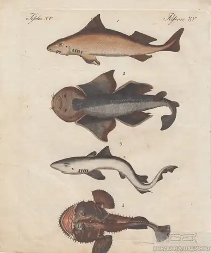 Fische. Tafel XV. Haifische. Meerengel. Seeteufel, Kupferstich, Bertuch. 1805