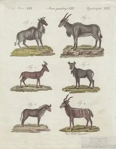 Vierf. Thiere. Tafel XXX. Antilope. Gazelle, Kupferstich, Bertuch. Kunstgrafik