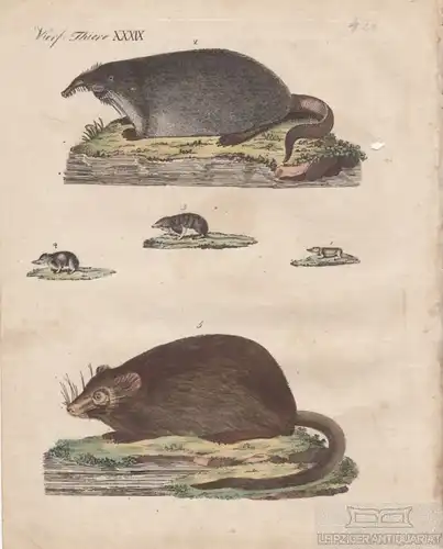 Vierf. Thiere. Tafel XXXIX. Bisamratte, Kupferstich, Bertuch. Kunstgrafik, 1805