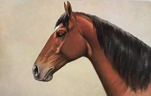 AK Pferdekopf, ca. 1912, gebraucht, gut