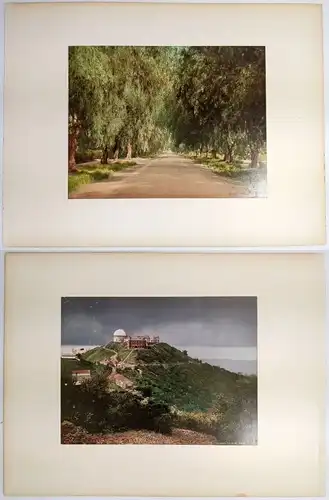 Foto: Pepper Trees of California; Lick Observatory, Mt. Hamilton. Detroit Photo