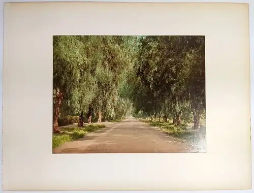 Foto: Pepper Trees of California; Lick Observatory, Mt. Hamilton. Detroit Photo