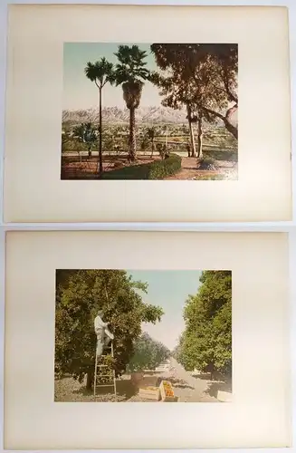 Foto: Snow and Palms at Pasadena, California / Orange Grove at Riverside. 1898