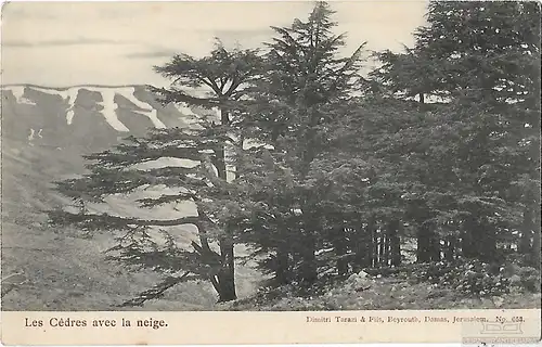 AK Les Cedres avec la neige. ca. 1908, Postkarte. Serien Nr, ca. 1908