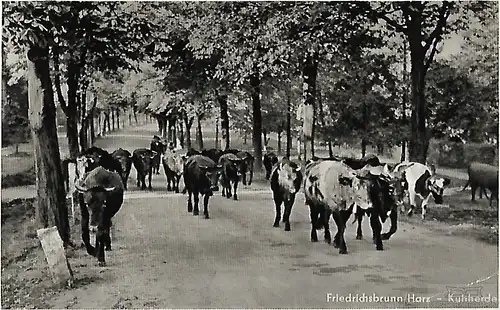 AK Friedrichsbrunnen. Harz. Kuhherde. ca. 1913, Postkarte. Serien Nr, ca. 1913