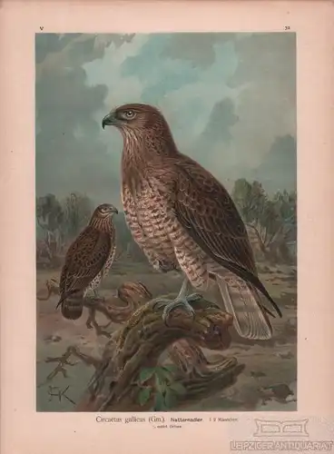 Buch: Natteradler, Lithografie, Naumann. Kunstgrafik, 1901, Chromolithographie