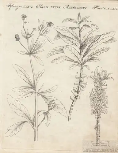 Pflanzen. Tafel LXXVI. Hahnenfuß. Seidelbast, Kupferstich, Bertuch. Kunstgrafik
