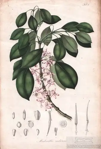 Lithographie: Medinilla radicans, Blume, Karl Ludwig. Kunstgrafik, 1858, Tab. 3