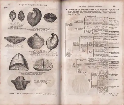 Buch: Analytischer Leitfaden, Erstes bis drittes Heft, Joh. Leunis, 1852, Hahn