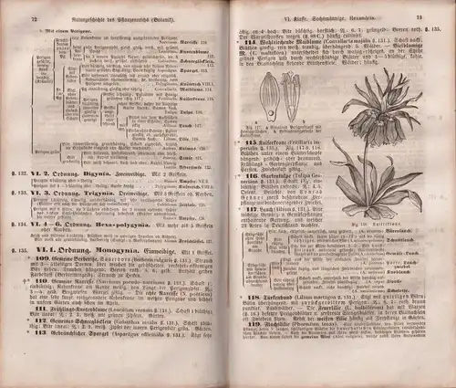 Buch: Analytischer Leitfaden, Erstes bis drittes Heft, Joh. Leunis, 1852, Hahn