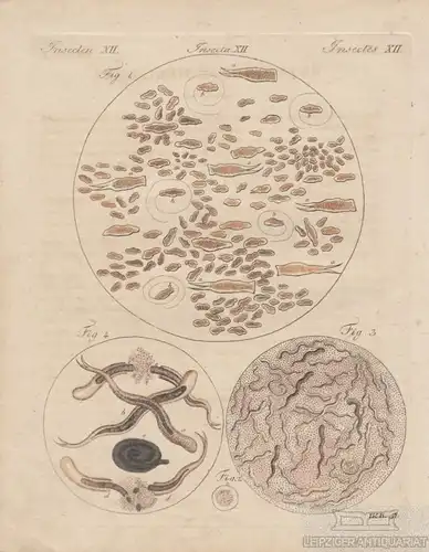 Insecten. Tafel XII. Würmer. Aal, Kupferstich, Bertuch. Kunstgrafik, 1805