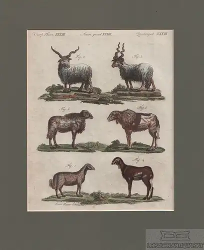 Vierf. Thiere. Tafel XXXIII. Schafe, Kupferstich, Bertuch. Kunstgrafik, 1805