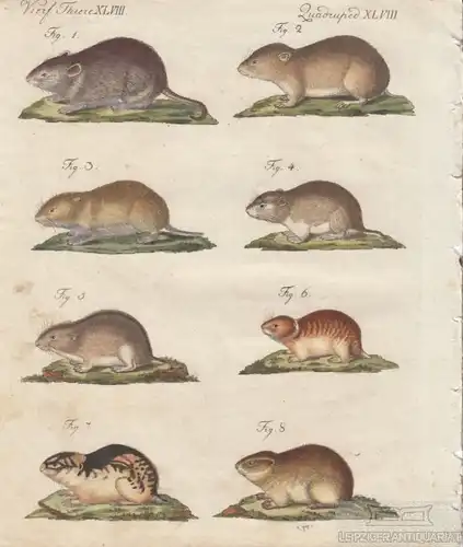 Vierf. Thiere. Tafel XLVIII. Nagetiere. Ratten, Kupferstich, Bertuch. 1805