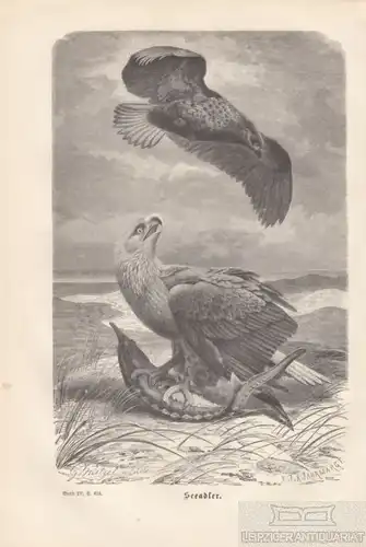 Seeadler. aus Brehms Thierleben, Holzstich. Kunstgrafik, ca. 1878