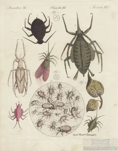 Insekten. Tafel XI. Blattlaus. Mehlmilbe. Käsemilbe, Kupferstich, Bertuch. 1805