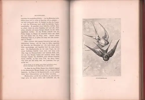 Buch: Natursänger, Seidel, Heinrich. 1888, Verlag B. Elischer, gebraucht, gut